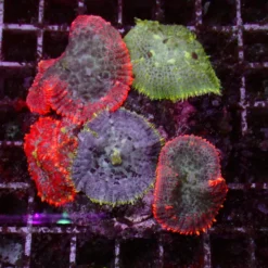 Rhodactis Mix — WYSIWYG