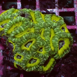 Mastergrade Asian Acan — WYSIWYG