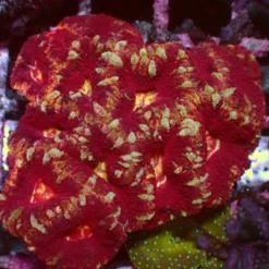 Mastergrade Asian Acan — WYSIWYG