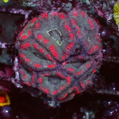 Mastergrade Asian Acan — WYSIWYG