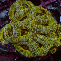 Mastergrade Asian Acan — WYSIWYG