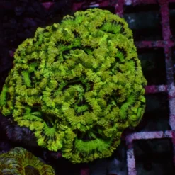 Mastergrade Asian Acan — WYSIWYG