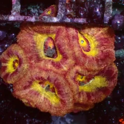 Mastergrade Asian Acan — WYSIWYG