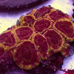 Mastergrade Asian Acan — WYSIWYG