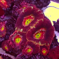 Mastergrade Asian Acan — WYSIWYG