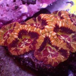 Mastergrade Asian Acan — WYSIWYG