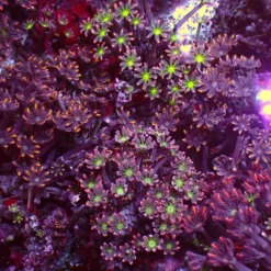 Ultra Clavularia