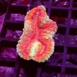 Ultra Symphyllia — WYSIWYG