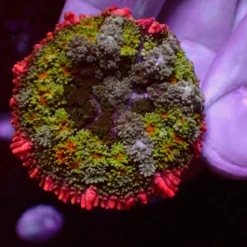 Frankenstein Mushroom — WYSIWYG