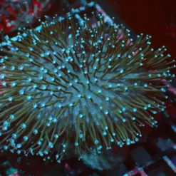 White Polyp — WYSIWYG