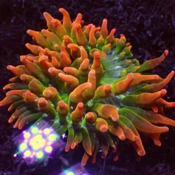Rainbow Bubble Tip — WYSIWYG