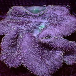 Ultra Carpet — WYSIWYG