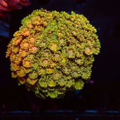 Rainbow — WYSIWYG