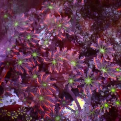 Special Clavularia — WYSIWYG