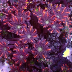 Special Clavularia — WYSIWYG