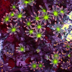 Special Clavularia — WYSIWYG
