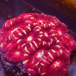 Asian Acan — WYSIWYG