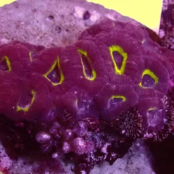 Asian Acan — WYSIWYG