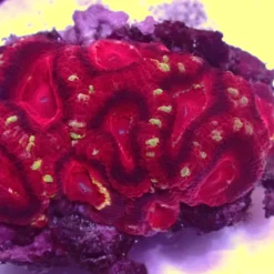Asian Acan — WYSIWYG