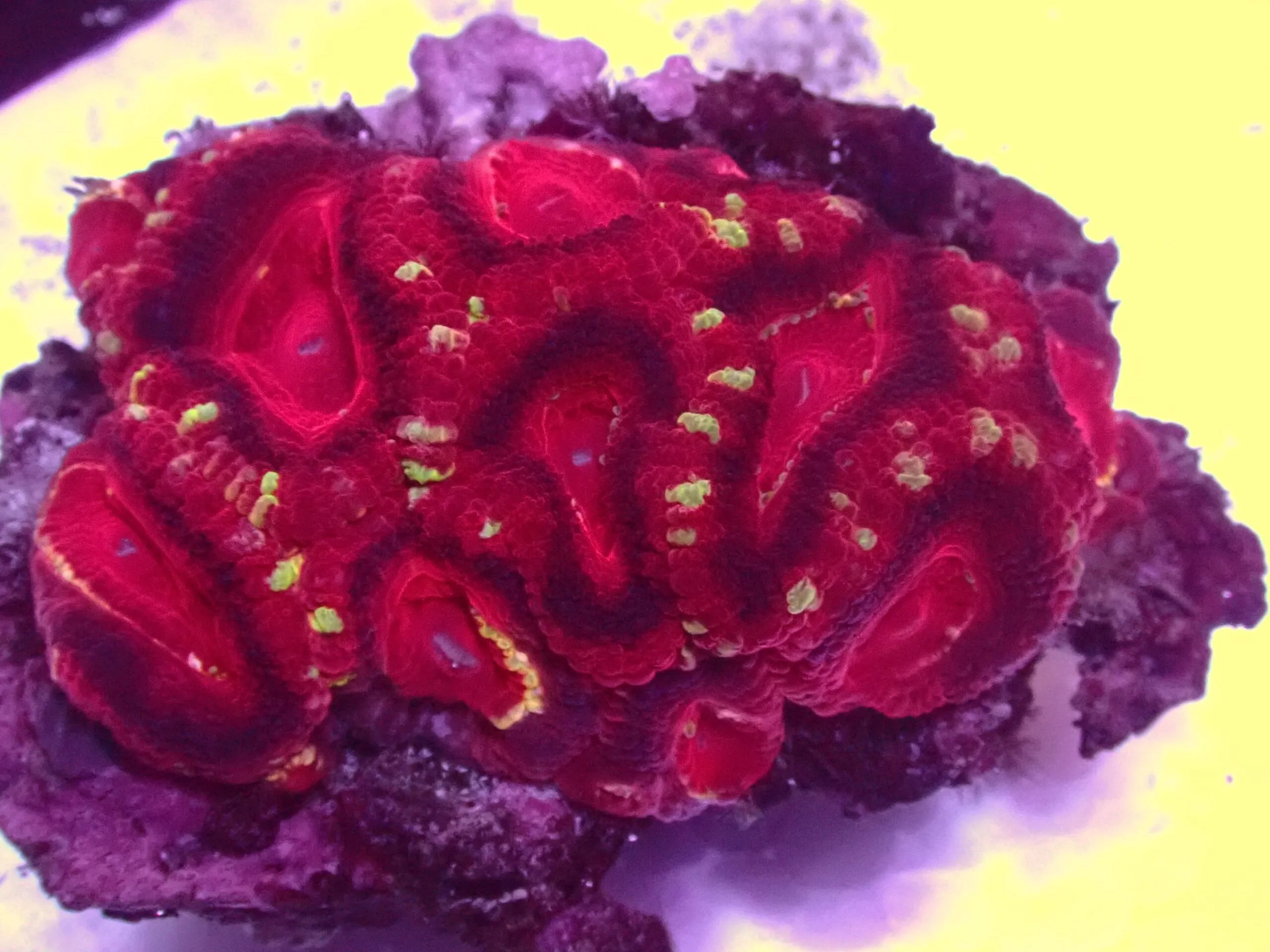 Asian Acan — WYSIWYG