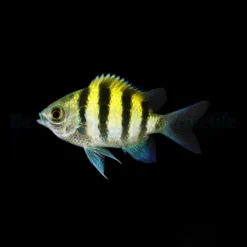 Abudefduf vaigiensis (Indo-Pacific) | S