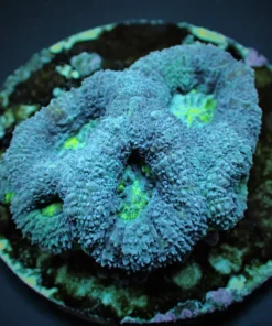 Acanthastrea bowerbanki (frag)