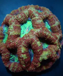Acanthastrea bowerbanki (Premium) | S