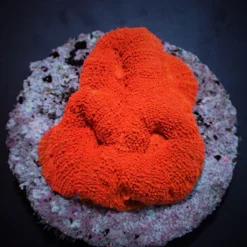 Acanthastrea bowerbanki (Ultra) | S