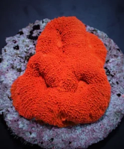 Acanthastrea bowerbanki (Ultra) | S