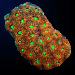 Acanthastrea echinata (Ultra) | M