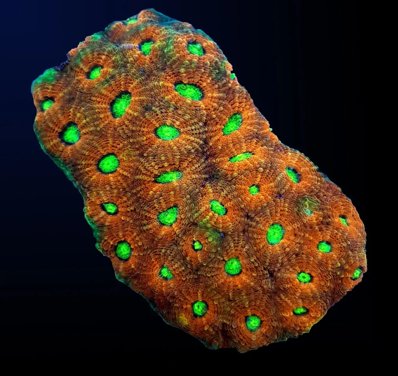 Acanthastrea echinata (Ultra) | M