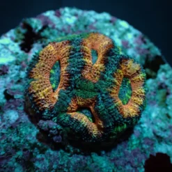 Acanthastrea lordhowensis (Red) (frag) | FRAG