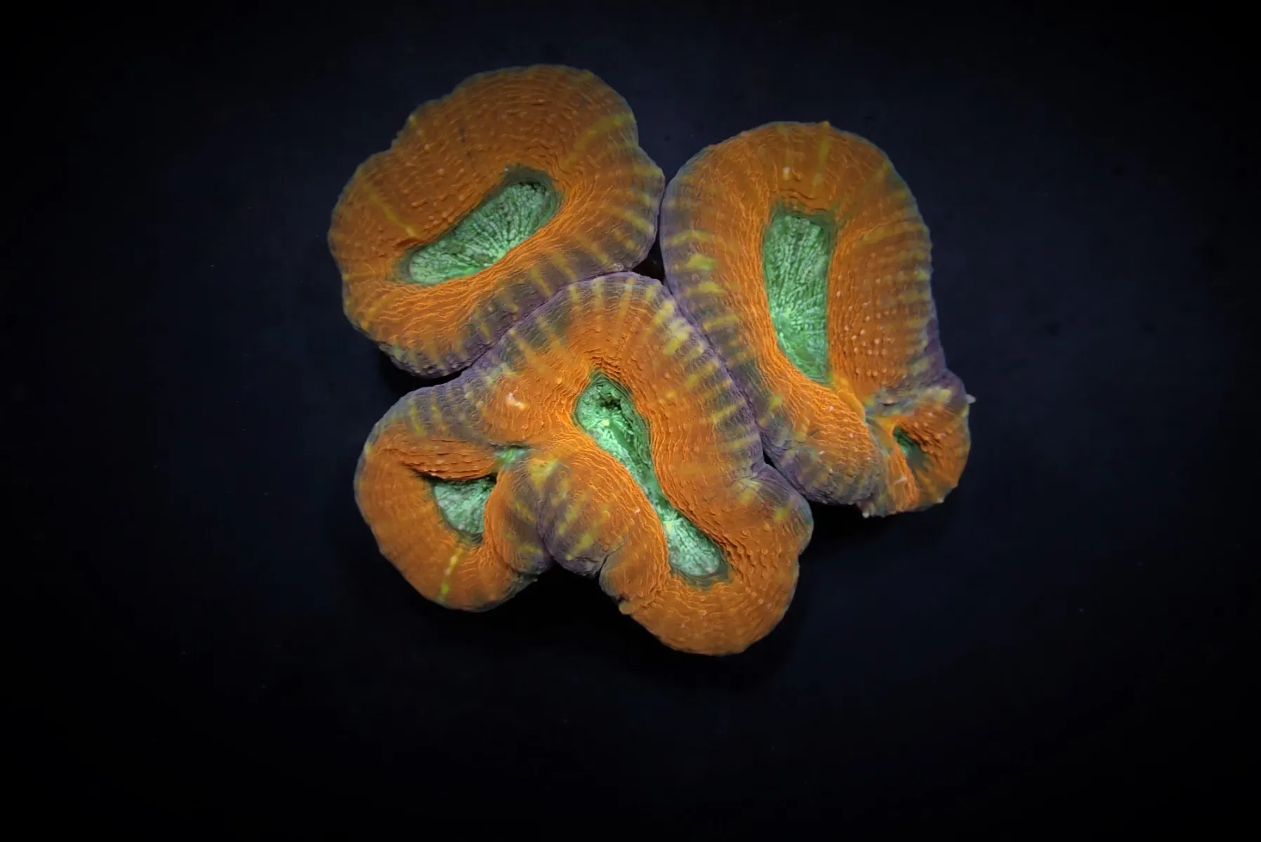 Acanthastrea pachysepta (Splitcolor) | XXL