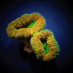 Acanthastrea pachysepta (Splitcolor) (Premium) | XXL