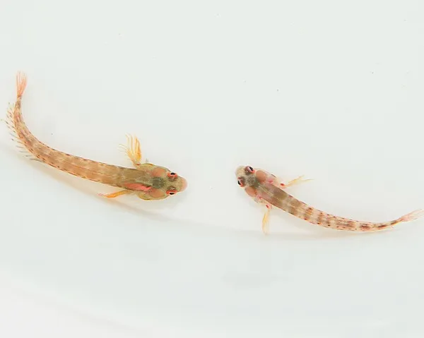 Acanthemblemaria macrospilus | All sizes