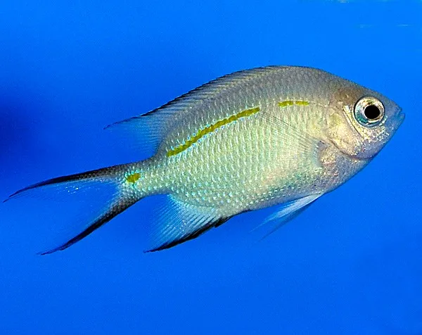 Acanthochromis polyacanthus | All sizes