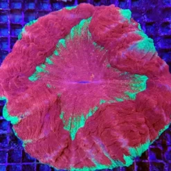 Acanthophyllia deshayesiana (Master Grade) | XL