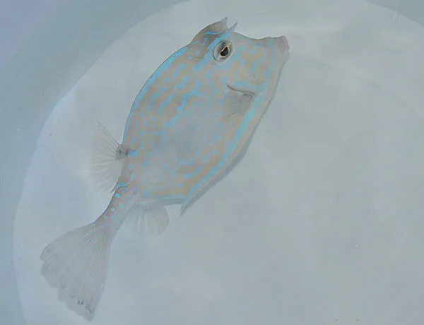 Acanthostracion quadricornis | L