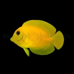 Acanthurus pyroferus (mimic Heraldi) | M