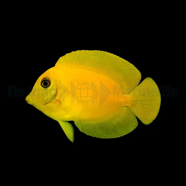 Acanthurus pyroferus (mimic Heraldi) | M
