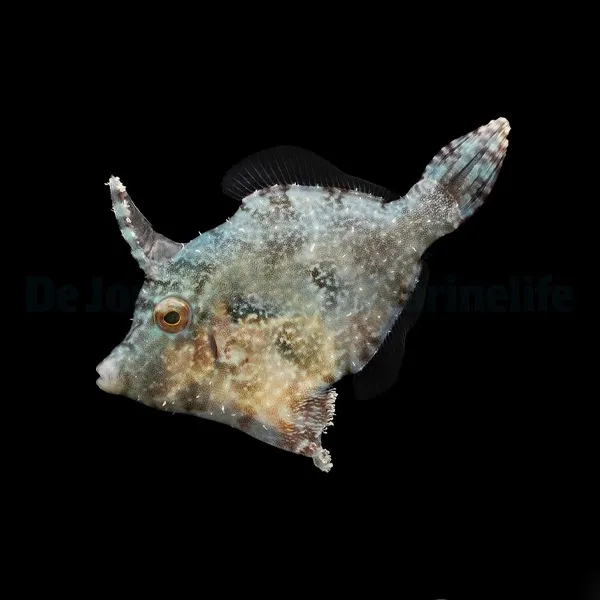 Acreichthys tomentosus | All sizes