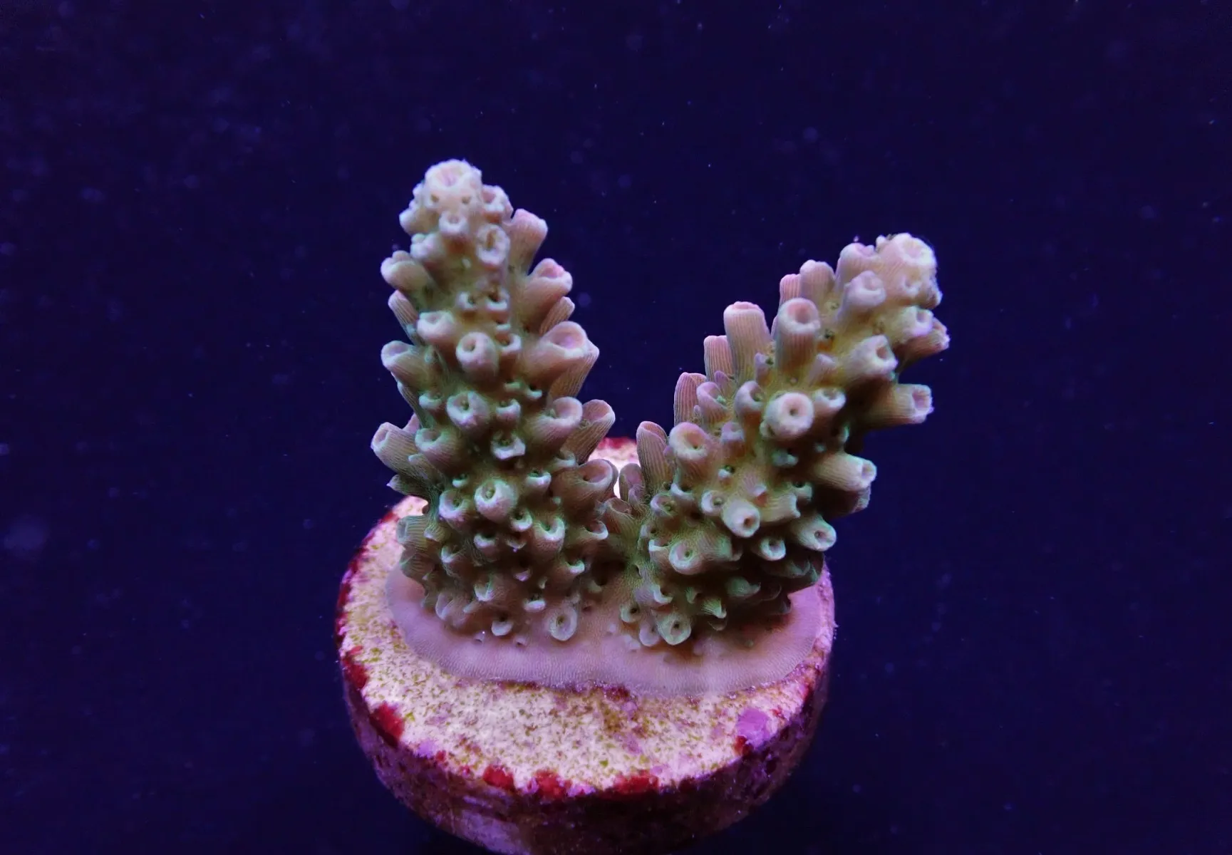 Acropora abrotanoides (frag) | FRAG