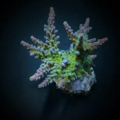 Acropora austera | L