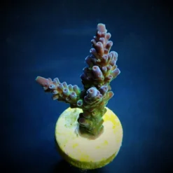 Acropora austera (frag) | FRAG