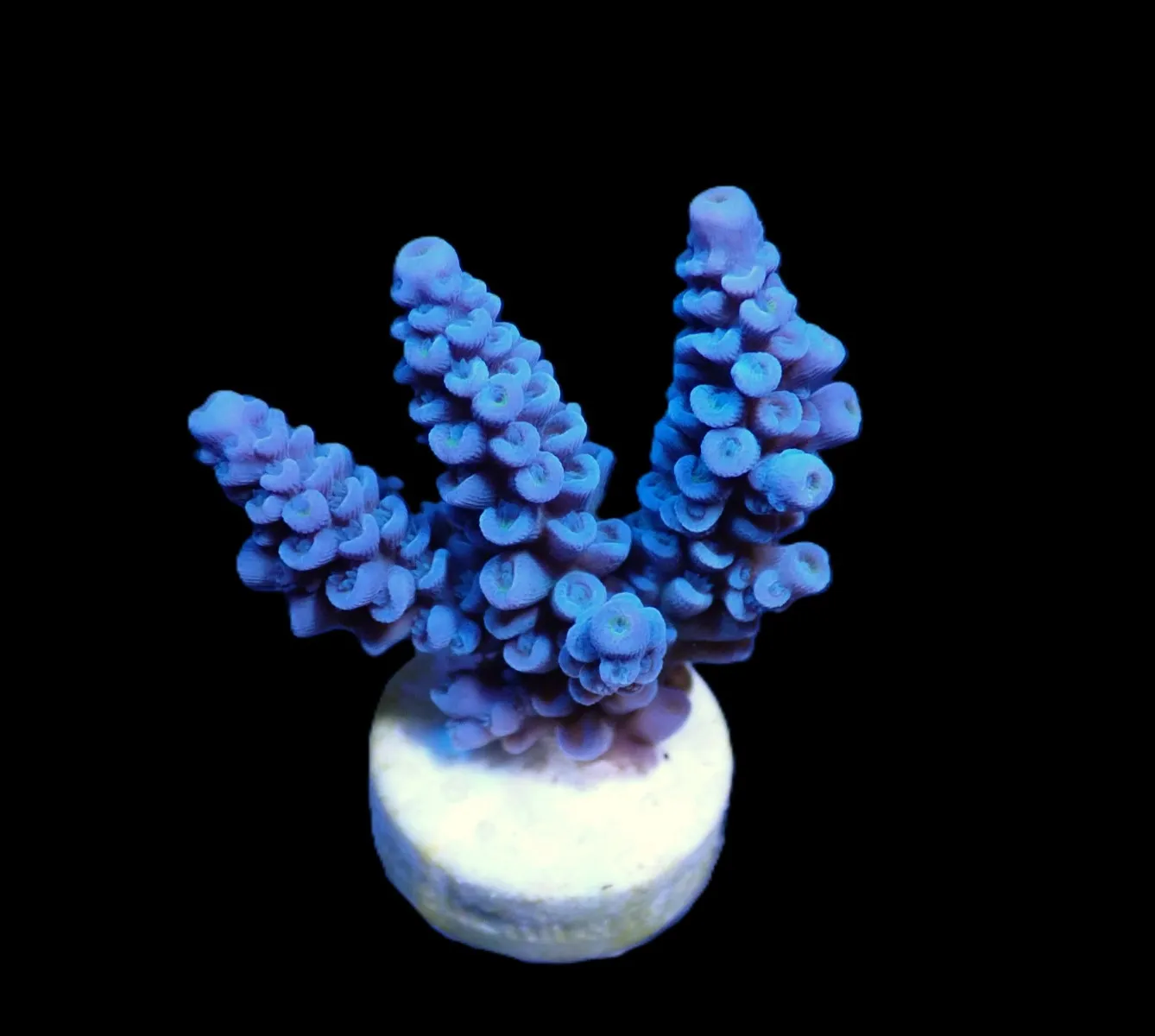 Acropora bifaria (Blue) (frag) | FRAG