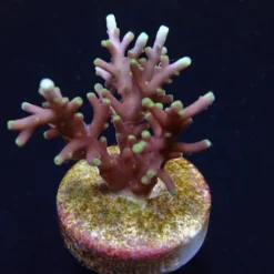 Acropora carduus (frag) | FRAG