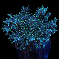 Acropora carduus | XL