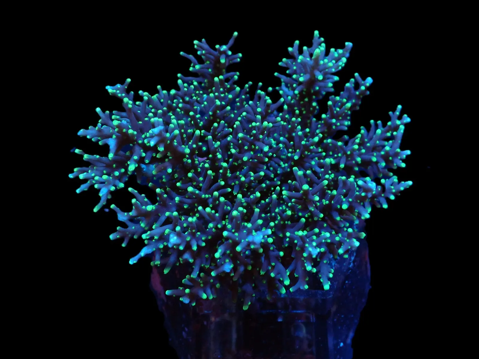 Acropora carduus | M