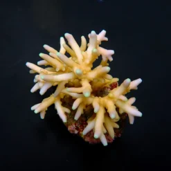 Acropora caroliniana | L
