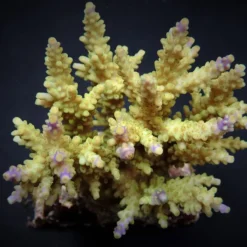 Acropora cerealis | M
